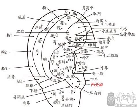 耳朵裡有痣|耳朵痣相：你的潛在好運氣